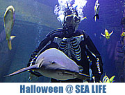 Halloween im Haifischbecken @ Sea Life im Olympiapark (©Foto:Martin Schmitz